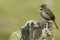 Zonotrichia capensis